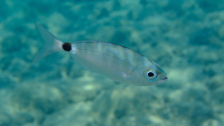 Saddled seabream or saddled sea bream, saddle bream, oblade (Oblada melanurus) undersea, Aegean Sea,...
