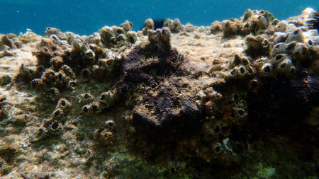 Black leather sponge (Sarcotragus spinosulus) undersea, Aegean Sea, Greece, Halkidiki, Kakoudia beachの写真素材