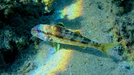 Striped red mullet or surmullet (Mullus surmuletus) undersea, Aegean Sea, Greece, Halkidiki, Pirgos...