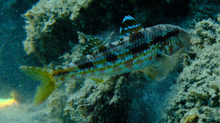 Striped red mullet or surmullet (Mullus surmuletus) undersea, Aegean Sea, Greece, Halkidiki, Pirgos beachの写真素材