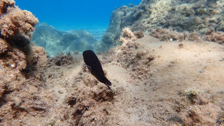 Damselfish or Mediterranean chromis (Chromis chromis) undersea, Aegean Sea, Greece, Halkidiki, Pirgos beachの写真素材