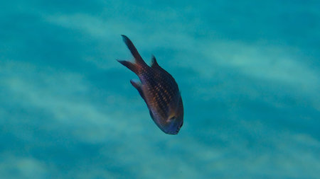 Damselfish or Mediterranean chromis (Chromis chromis) undersea, Aegean Sea, Greece, Halkidiki,...