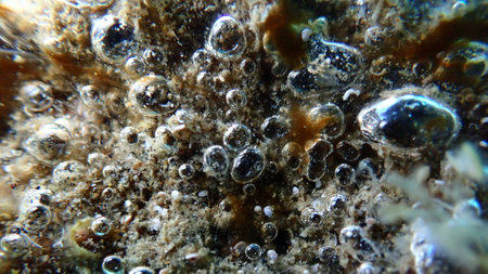Ð¡lump of Cyanobacteria, formerly called Blue-green algae (Cyanophyta) extreme close-up undersea, Aegean Sea, Greece, Halkidiki, Pirgos beachの写真素材