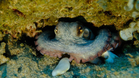 Common octopus (Octopus vulgaris) undersea, Aegean Sea, Greece, Halkidiki, Pirgos beachの写真素材