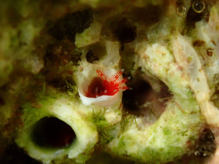 Calcareous tubeworm or fan worm, plume worm or red tube worm (Serpula vermicularis) close-up...