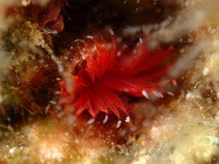 Calcareous tubeworm or fan worm, plume worm or red tube worm (Serpula vermicularis) extreme close-up...