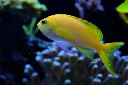 Sea goldie or scalefin anthias (Pseudanthias squamipinnis) close-up, in the aquarium, Monaco