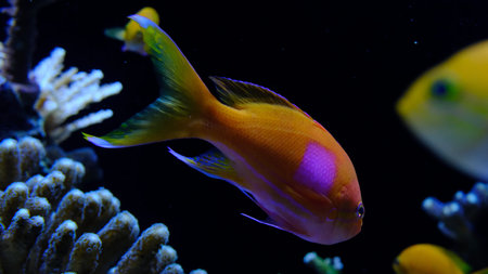 Sea goldie or scalefin anthias (Pseudanthias squamipinnis) close-up, in the aquarium, Monaco