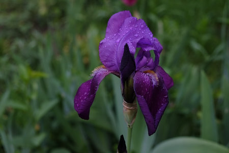 irises