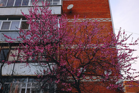 peachの写真素材