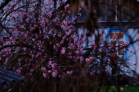 peachの写真素材