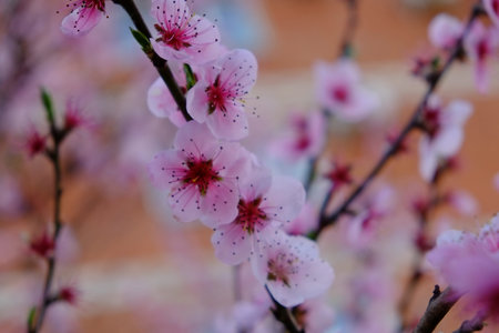 peachの写真素材