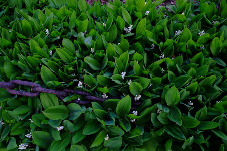 lily of the valley