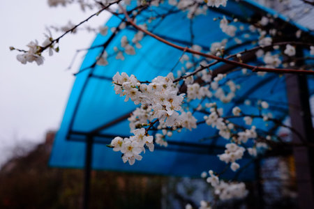 cherry blossom