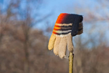 Lost Knitted Child's Glove or Mitten Hanging on a Bush Branchの写真素材