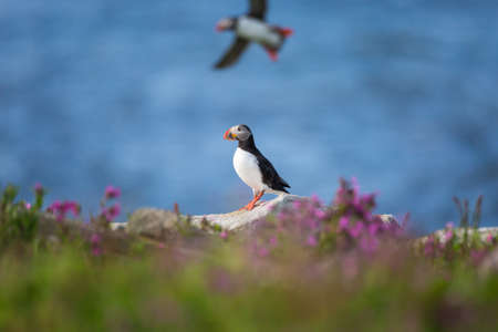 Atlantic puffinの写真素材