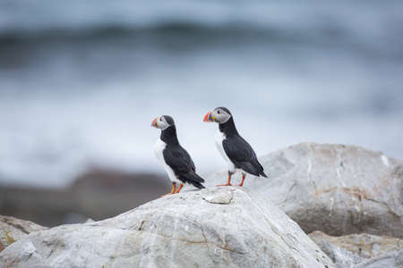 Atlantic puffinの写真素材