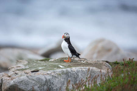 Atlantic puffinの写真素材