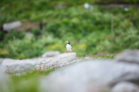 Atlantic puffinの写真素材