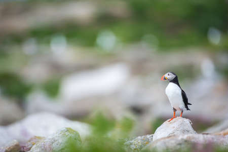 Atlantic puffinの写真素材