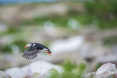 Atlantic puffinの写真素材