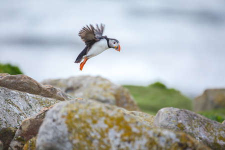 Atlantic puffinの写真素材