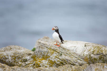 Atlantic puffinの写真素材