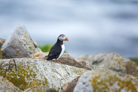 Atlantic puffinの写真素材