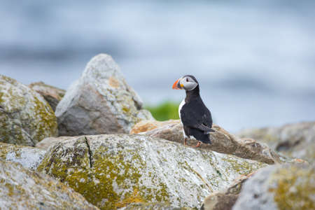 Atlantic puffinの写真素材