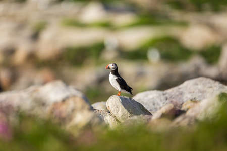 Atlantic puffinの写真素材