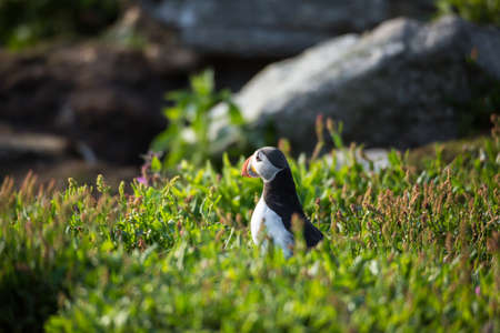 Atlantic puffinの写真素材