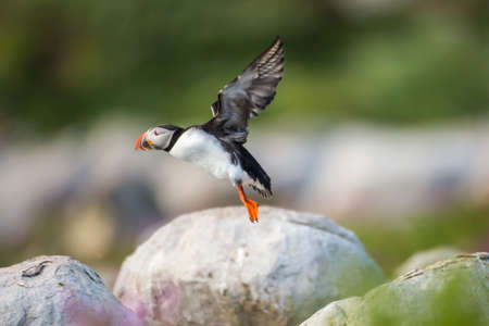 Atlantic puffinの写真素材