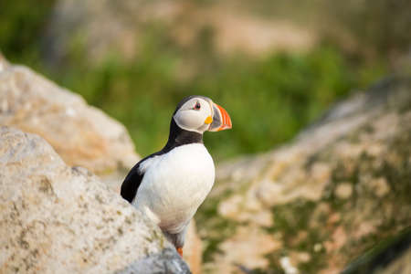 Atlantic puffinの写真素材