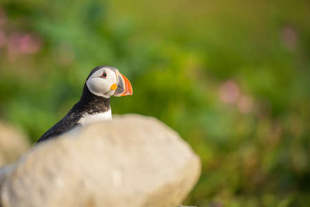 Atlantic puffinの写真素材