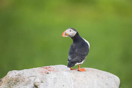 Atlantic puffinの写真素材