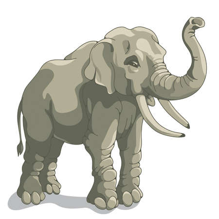 Elephant on a white background  のイラスト素材