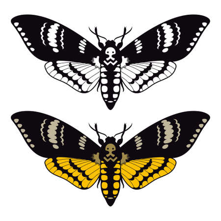 Death's head hawk moth, vector illustrationのイラスト素材