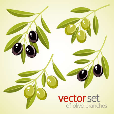 Vector set of olive branchesのイラスト素材