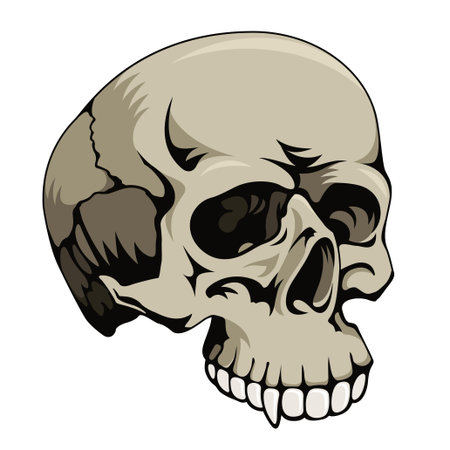 Skull, vector illustrationのイラスト素材