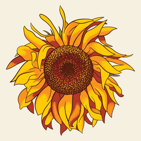 Sunflower, realistic vector illustrationのイラスト素材
