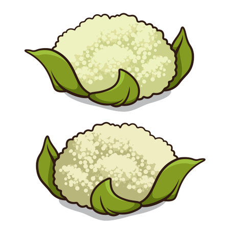 Cauliflower illustration isolated on a white backgroundのイラスト素材