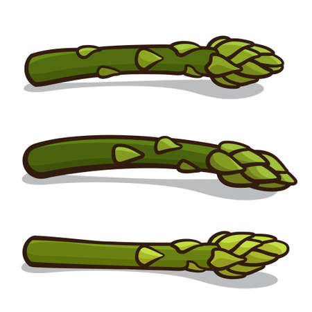 Vector illustration of asparagus isolated on a white backgroundのイラスト素材