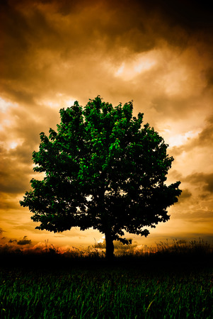 stotmy treeの写真素材