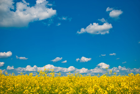 field flowersの写真素材
