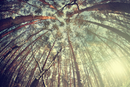 winter forest trees backgroundの写真素材