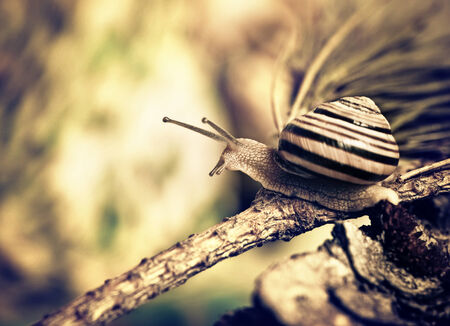 snail on a branchの写真素材