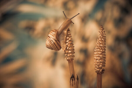 snail on a plant at abstract backgroundの写真素材
