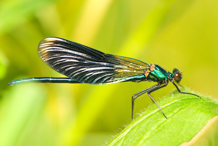 summer dragonfly の写真素材