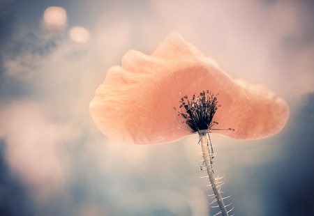 wild poppy on a windの写真素材