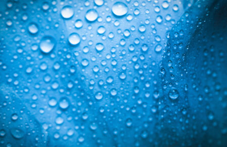 wet summer flower leaf closeupの写真素材